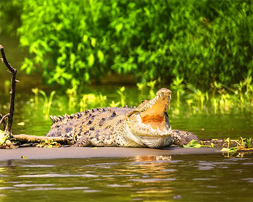 Crocodile View Point