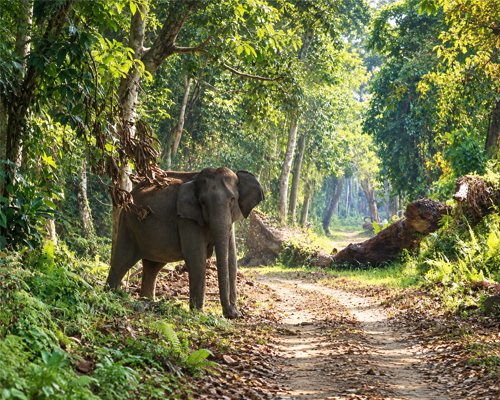 Jim Corbett National Park